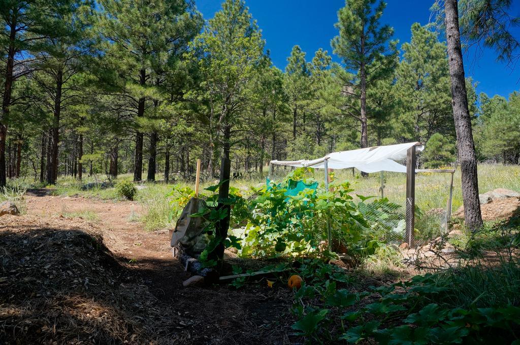 Elden Trails Bed And Breakfast Flagstaff Eksteriør bilde